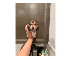 Purebred beagle puppies - 6