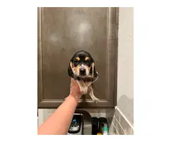 Purebred beagle puppies - 8