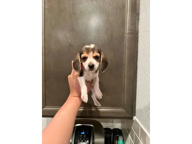Purebred beagle puppies - 9/9