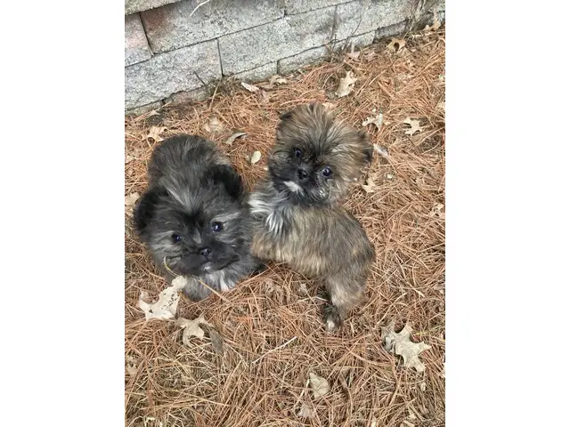 3 sweet shih tzu puppies to a good home - 1/4