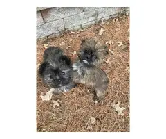 3 sweet shih tzu puppies to a good home