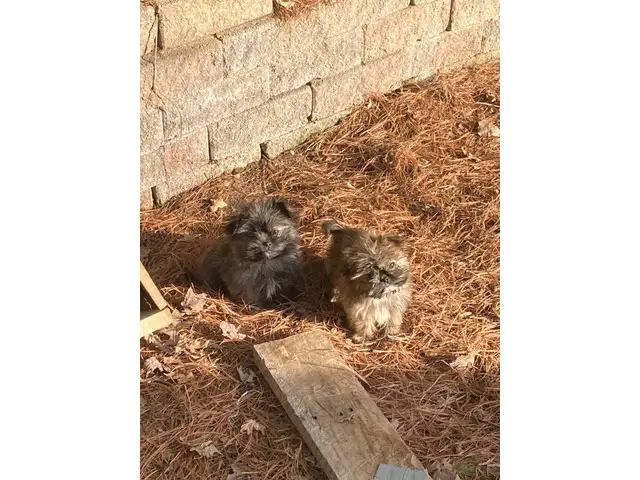 3 sweet shih tzu puppies to a good home - 3/4