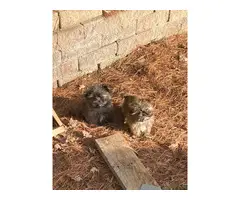 3 sweet shih tzu puppies to a good home - 3