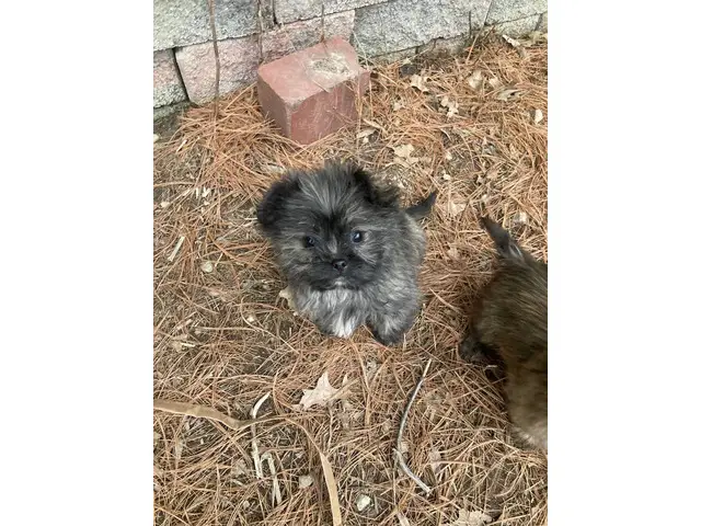 3 sweet shih tzu puppies to a good home - 4/4