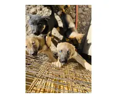 7 fullblooded blue eyed female German Shepherd puppies