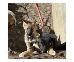 7 fullblooded blue eyed female German Shepherd puppies - 2