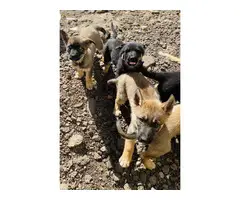 7 fullblooded blue eyed female German Shepherd puppies - 5