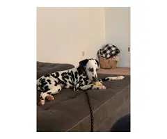 Male Dalmatian puppy for sale