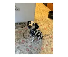 Male Dalmatian puppy for sale - 2