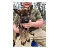 Purebred German Shepherd puppies available for sale