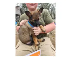 Purebred German Shepherd puppies available for sale - 2