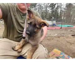 Purebred German Shepherd puppies available for sale - 5