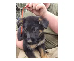 Purebred German Shepherd puppies available for sale - 6