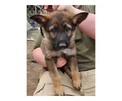 Purebred German Shepherd puppies available for sale - 7