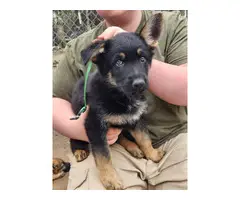 Purebred German Shepherd puppies available for sale - 8