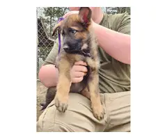 Purebred German Shepherd puppies available for sale - 9