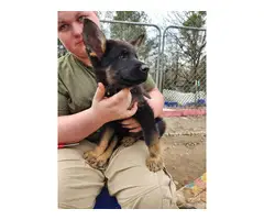 Purebred German Shepherd puppies available for sale - 10