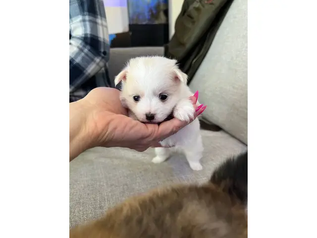 Cuddly teacup Pomeranian puppies for sale - 2/11