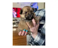 Cuddly teacup Pomeranian puppies for sale - 3