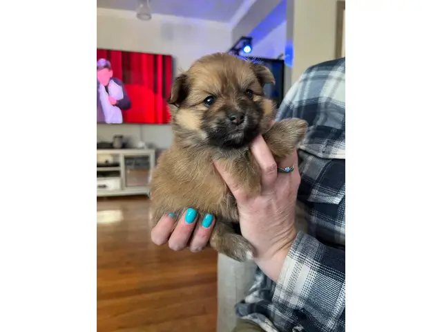 Cuddly teacup Pomeranian puppies for sale - 4/11