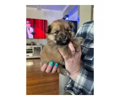 Cuddly teacup Pomeranian puppies for sale - 4