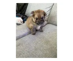 Cuddly teacup Pomeranian puppies for sale - 7