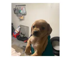 2 Chihuahua puppies needing a new home