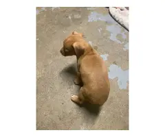 2 Chihuahua puppies needing a new home - 2