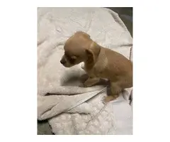 2 Chihuahua puppies needing a new home - 4