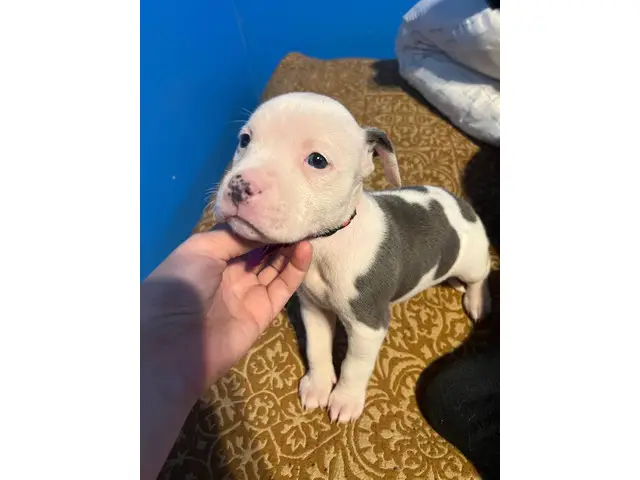 4 Bullboxer Pit puppies for adoption - 1/5
