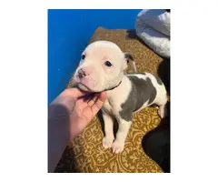 4 Bullboxer Pit puppies for adoption