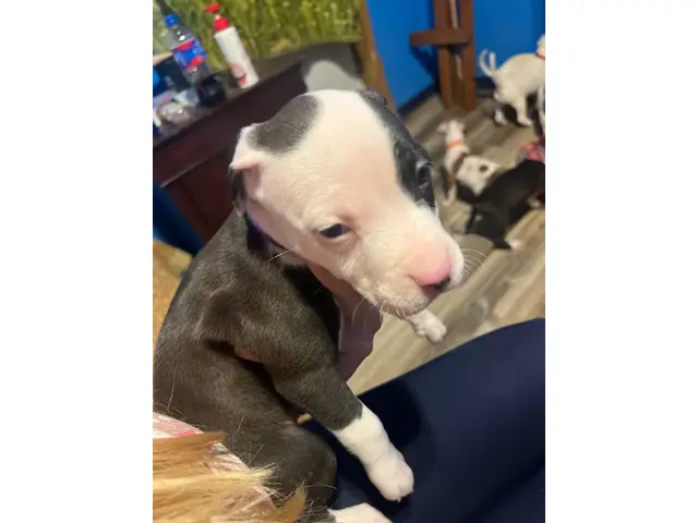 4 Bullboxer Pit puppies for adoption - 2/5