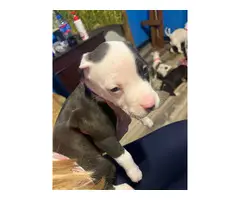 4 Bullboxer Pit puppies for adoption - 2