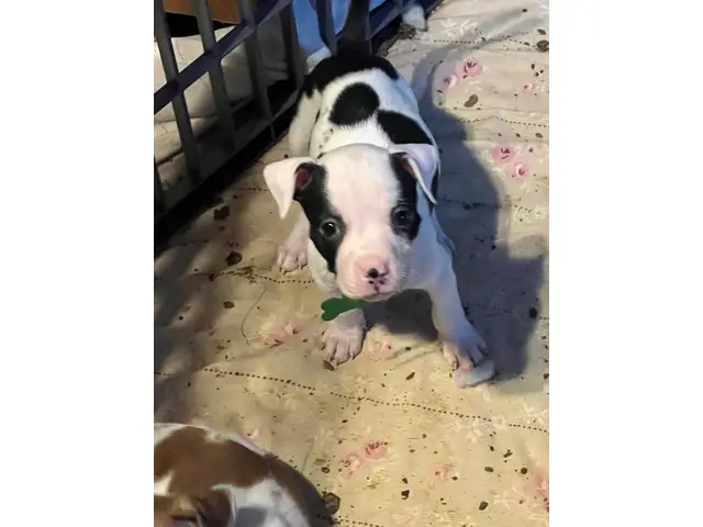 4 Bullboxer Pit puppies for adoption - 3/5