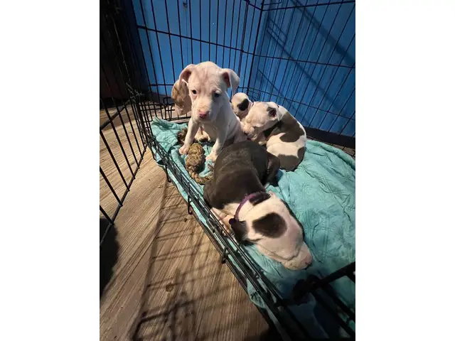 4 Bullboxer Pit puppies for adoption - 4/5