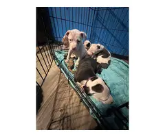 4 Bullboxer Pit puppies for adoption - 4