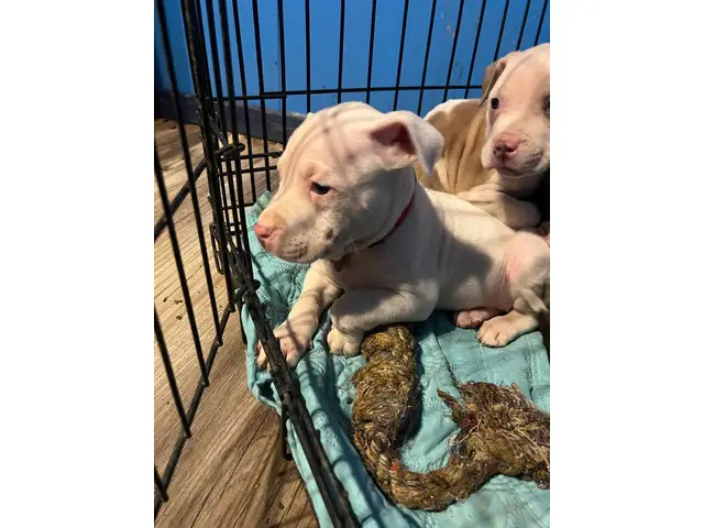 4 Bullboxer Pit puppies for adoption - 5/5