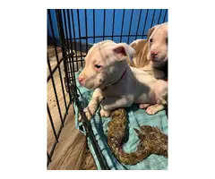 4 Bullboxer Pit puppies for adoption - 5