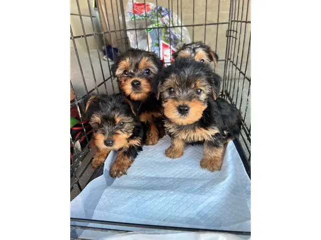 Toy Size Yorkshire Terrier Puppies - 2/3