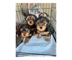 Toy Size Yorkshire Terrier Puppies - 2