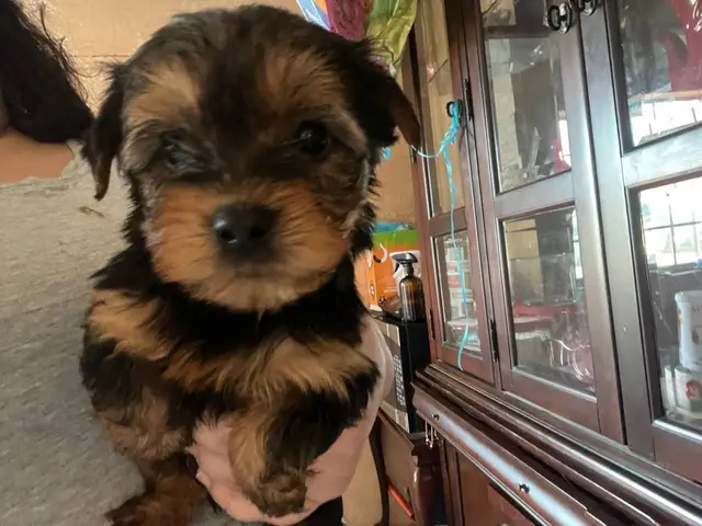 Toy Size Yorkshire Terrier Puppies - 3/3