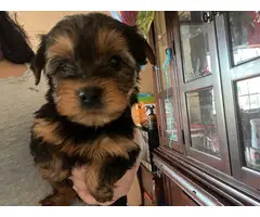Toy Size Yorkshire Terrier Puppies - 3