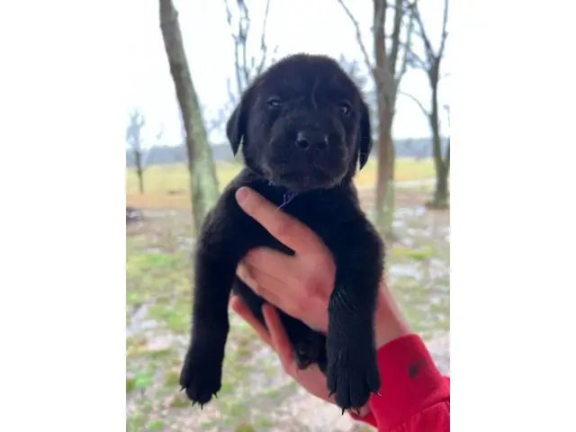 AKC-registered Labrador Retriever puppies - 1/14
