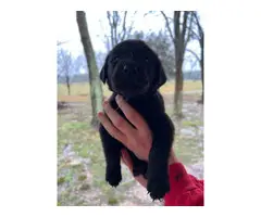 AKC-registered Labrador Retriever puppies - 2