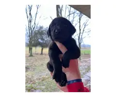 AKC-registered Labrador Retriever puppies - 4
