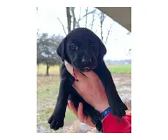 AKC-registered Labrador Retriever puppies - 8