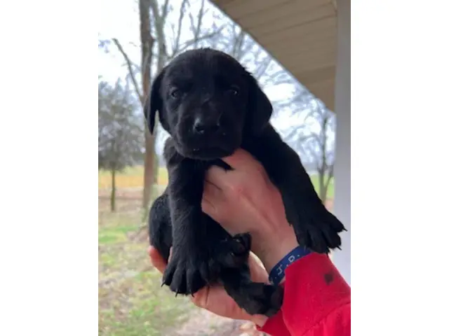 AKC-registered Labrador Retriever puppies - 11/14