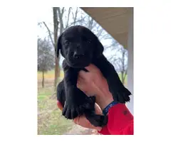 AKC-registered Labrador Retriever puppies - 11