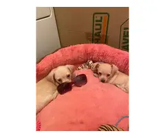 Stunning Chiweenie puppies - 3