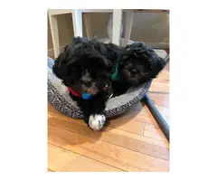 2 male Shih Tzu Poodle Mix Puppies for Sale - 2